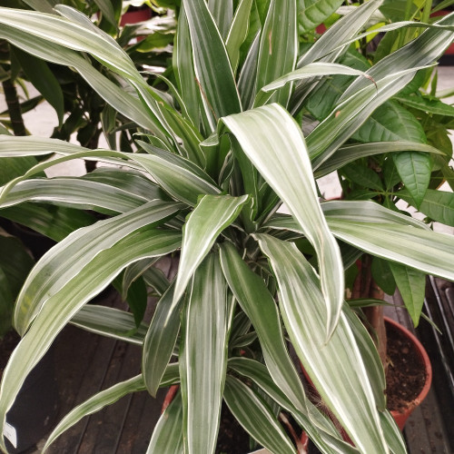 Dracaena Burley - Pot De 19 Cm