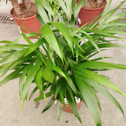 Areca Dypsis Lutescens - Pot De 10,5 Cm