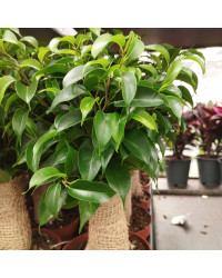 Ficus Benjamina - Pot De 12 Cm
