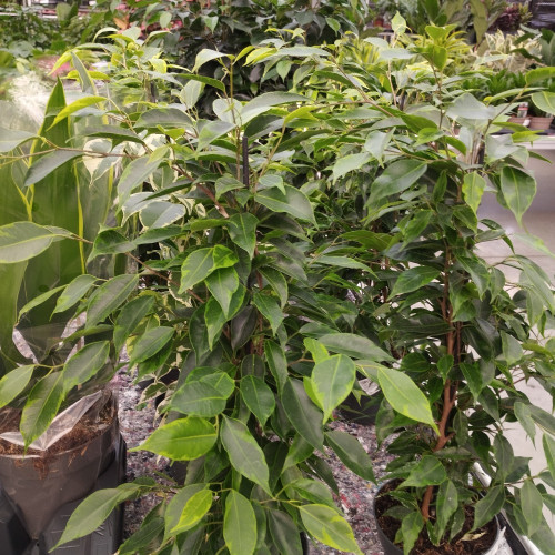 Ficus Benjamina Natasja - Pot De 12 Cm