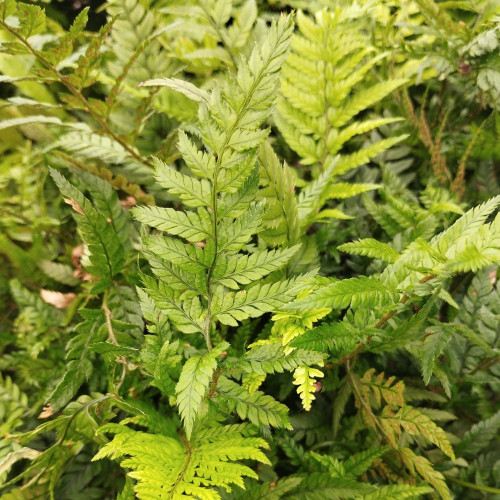 Fougère d'intérieur Green Lady