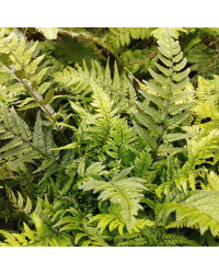 Fougère d'intérieur Nephrolepis Mini
