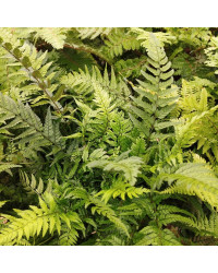 Fougère d'intérieur Nephrolepis Mini