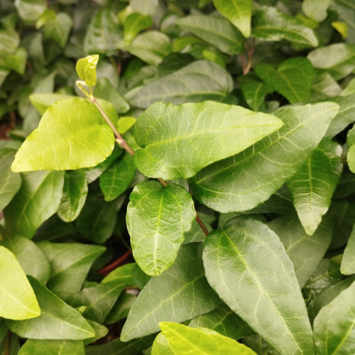 Lierre Hedera Hélix Merveille - Pot De 13 Cm