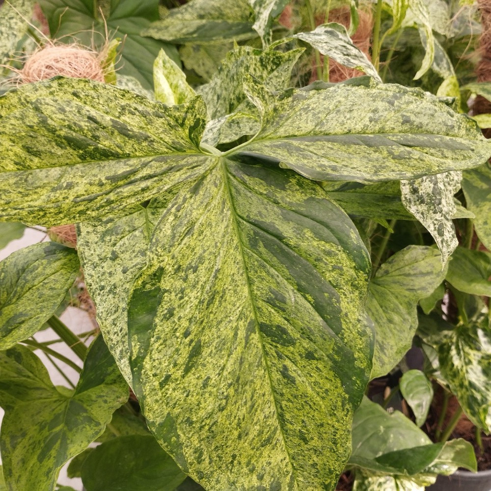 Feuille De Singe Monstera Mosstok - Pot De 17 Cm | Coclicoh.com