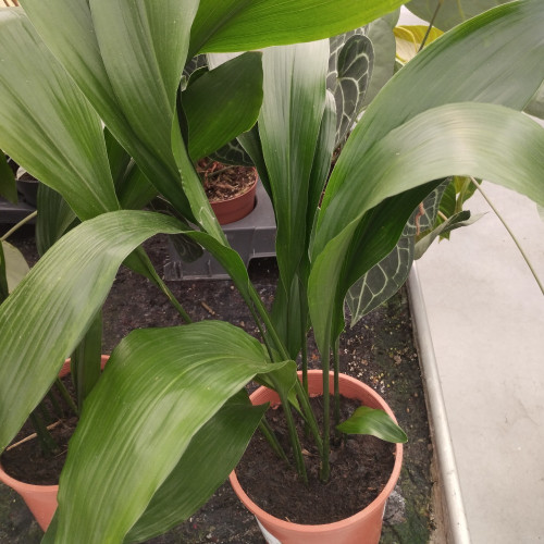 Spathiphyllum Vivaldi Aspic - Pot De 17 Cm