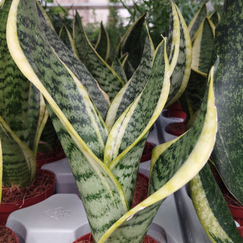 Sansevieria Superba - Pot De 9 Cm