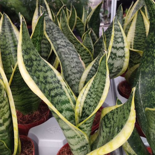 Sansevieria Superba - Pot De 9 Cm