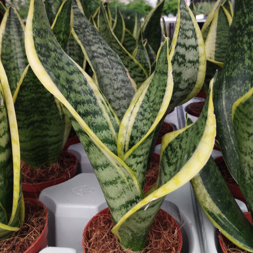 Sansevieria Superba - Pot De 9 Cm