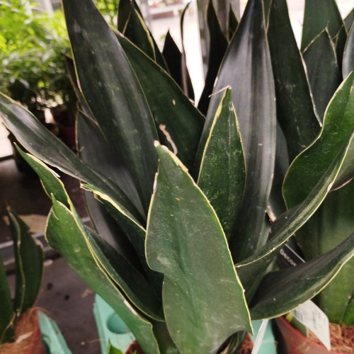 Sansevieria Black Diamond Decorum - Pot De 14 Cm