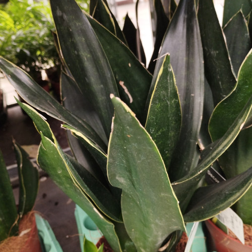 Sansevieria Black Diamond Decorum - Pot De 14 Cm