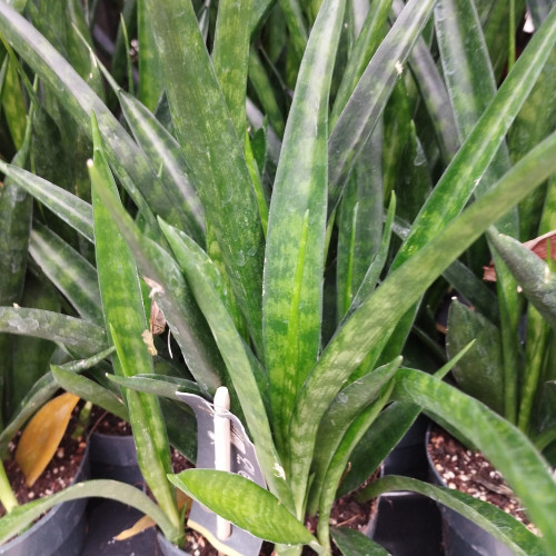 Sansevieria - Pot De 12 Cm