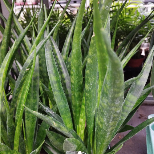 Sansevieria - Pot De 12 Cm