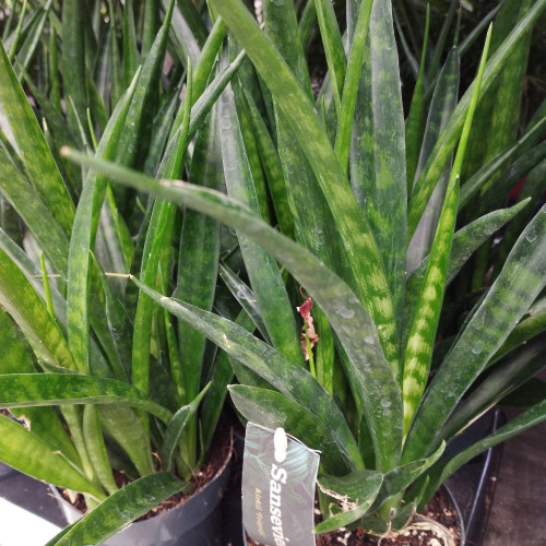 Sansevieria - Pot De 12 Cm