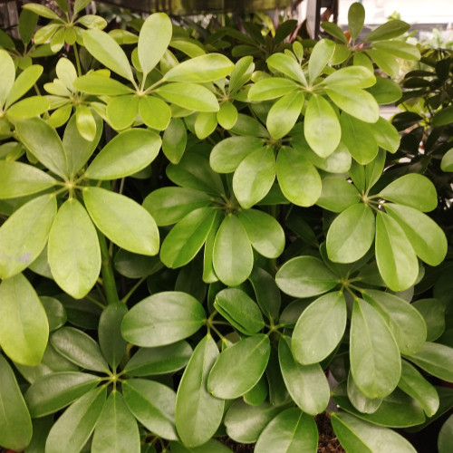 Arbre Ombrelle Schefflera Arboricola Nora