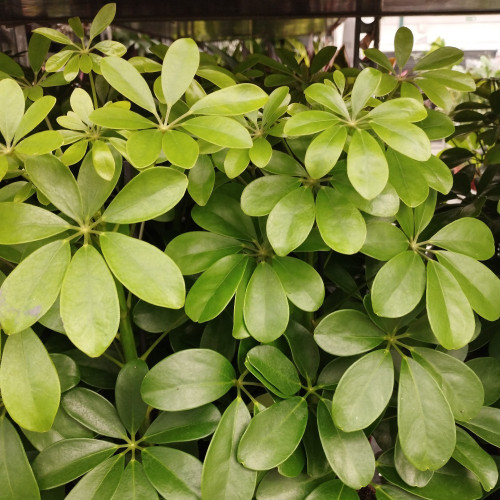 Arbre Ombrelle Schefflera Arboricola Nora