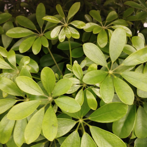 Arbre Ombrelle Schefflera Arboricola Nora