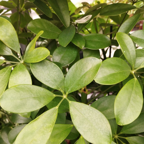 Arbre Ombrelle Schefflera Amate Nora