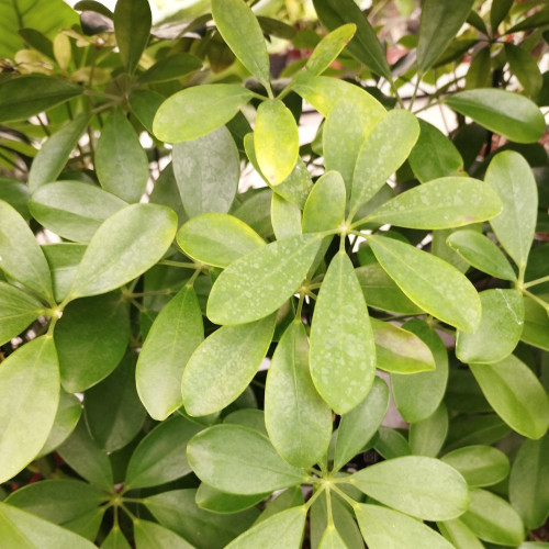 Arbre Ombrelle Schefflera Amate Nora