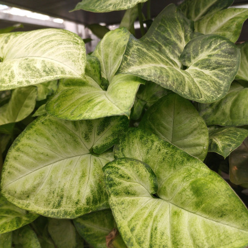 Syngonium Papillon Blanc - Pot De 12 Cm