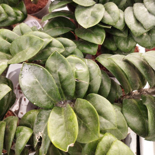 Zamioculcas Plante Zz En Pot De 17Cm