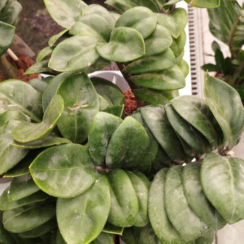 Zamioculcas Plante Zz En Pot De 17Cm