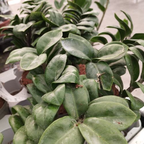 Zamioculcas Plante Zz En Pot De 17Cm
