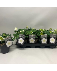 Helleborus Niger