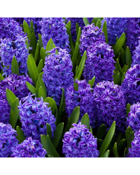 Jacinthe