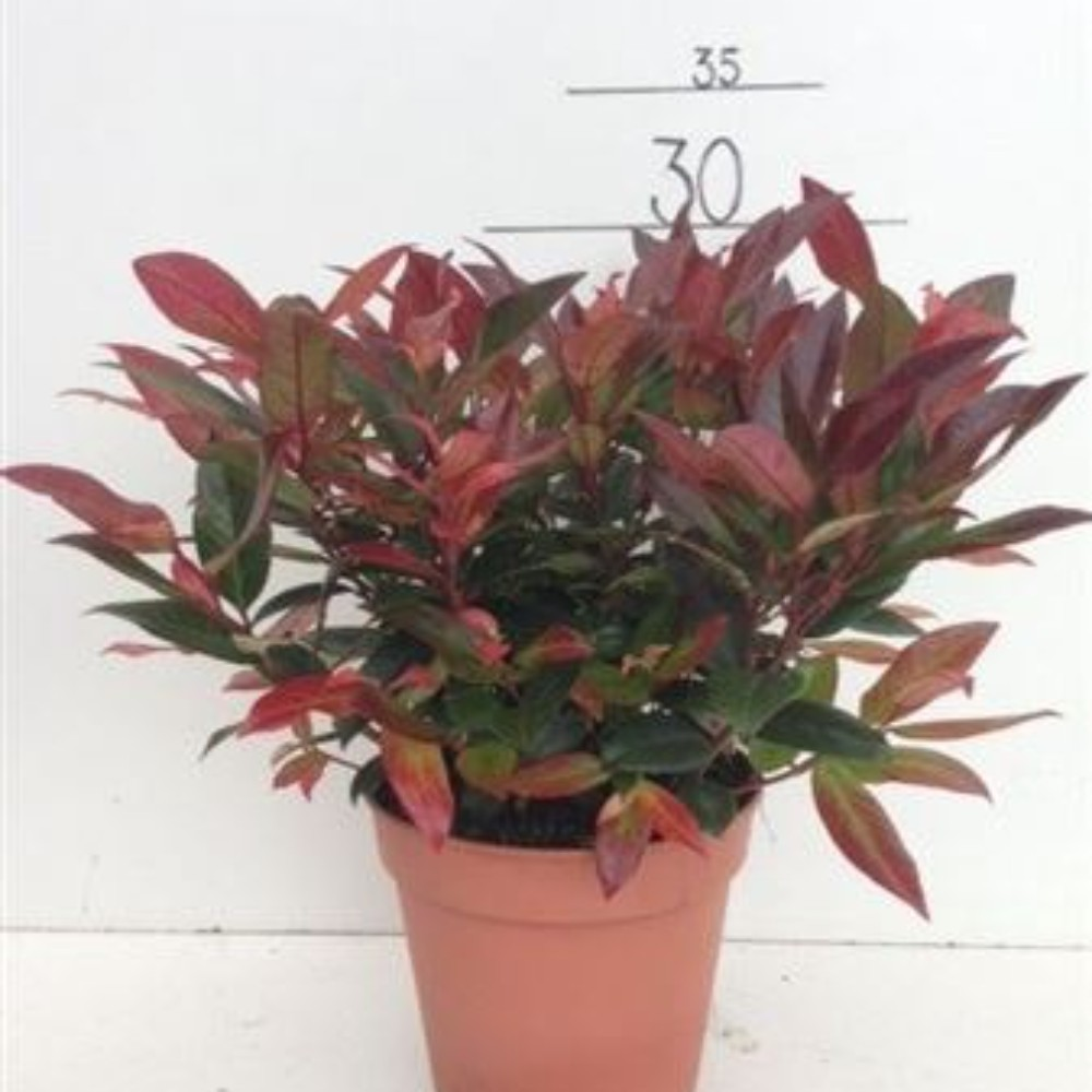 Leucothoe Zeblid en pot de 13cm