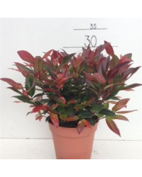 Leucothoe Zeblid en pot de 13cm