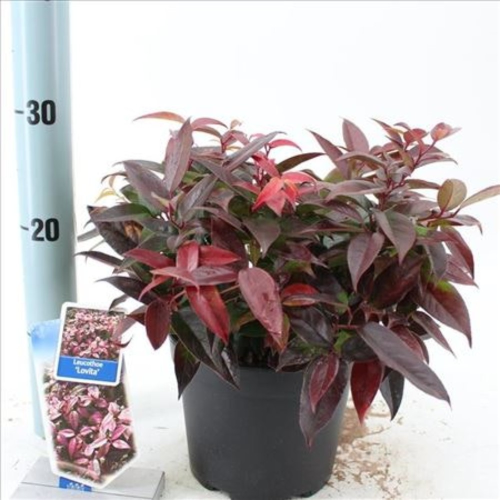 Leucothoe Lovita en pot de 17cm