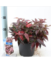 Leucothoe Lovita en pot de 17cm