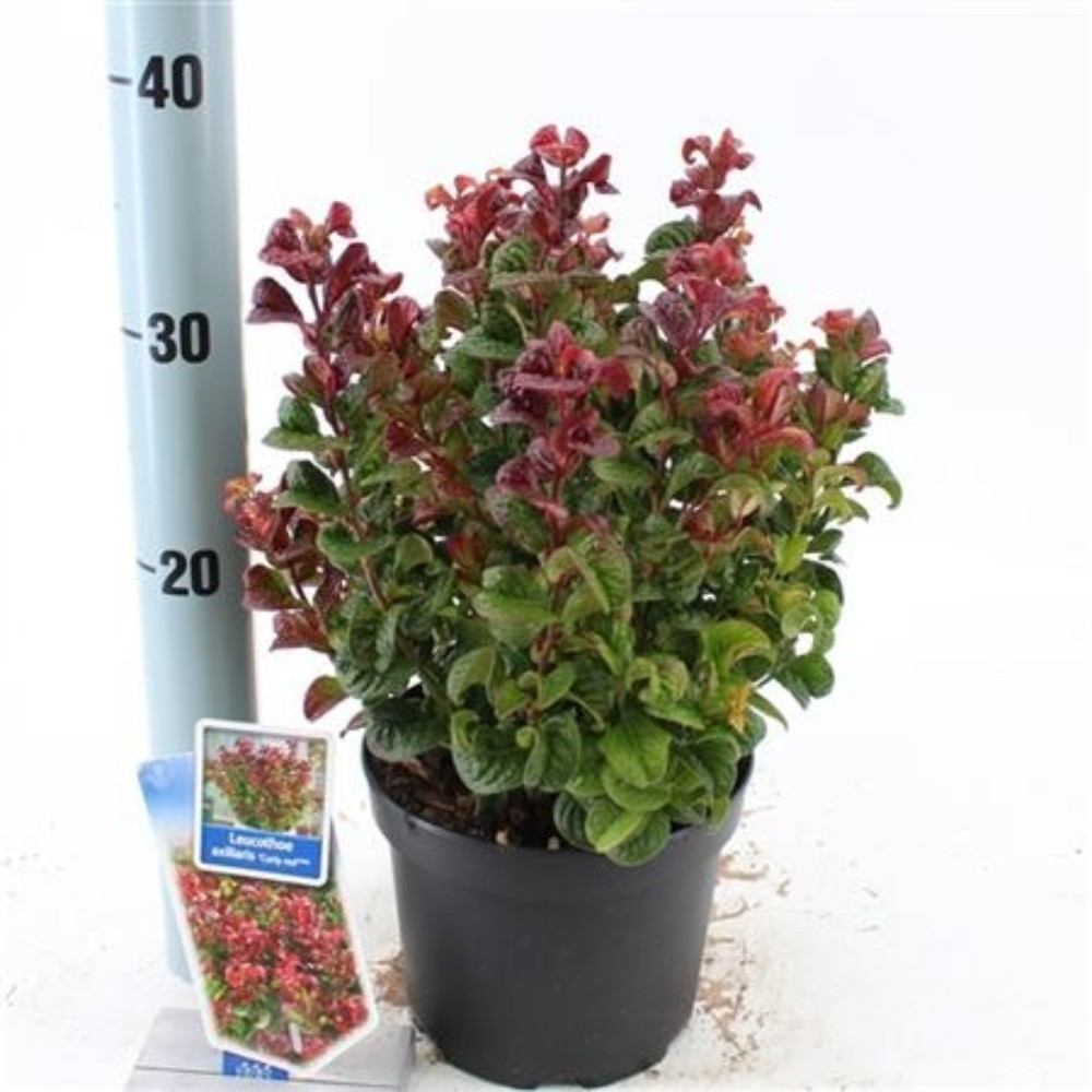 Leucothoe Curly Red en pot de 17cm