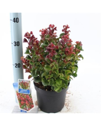 Leucothoe Curly Red en pot de 17cm