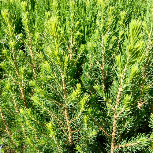 Picea Glauca Conica