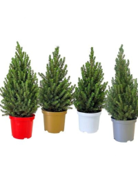 Picea Glauca Conica en pot de 21cm