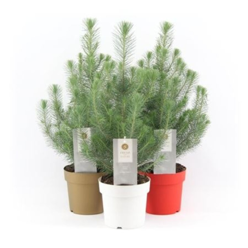 Picea Pinea en pot de 21cm