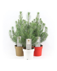 Picea Pinea en pot de 21cm