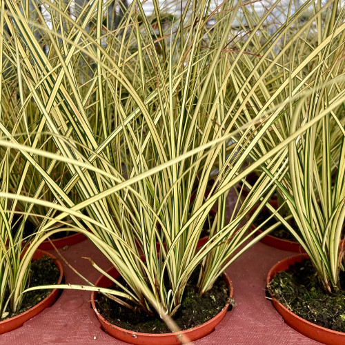 Carex Brunnea Jenneke