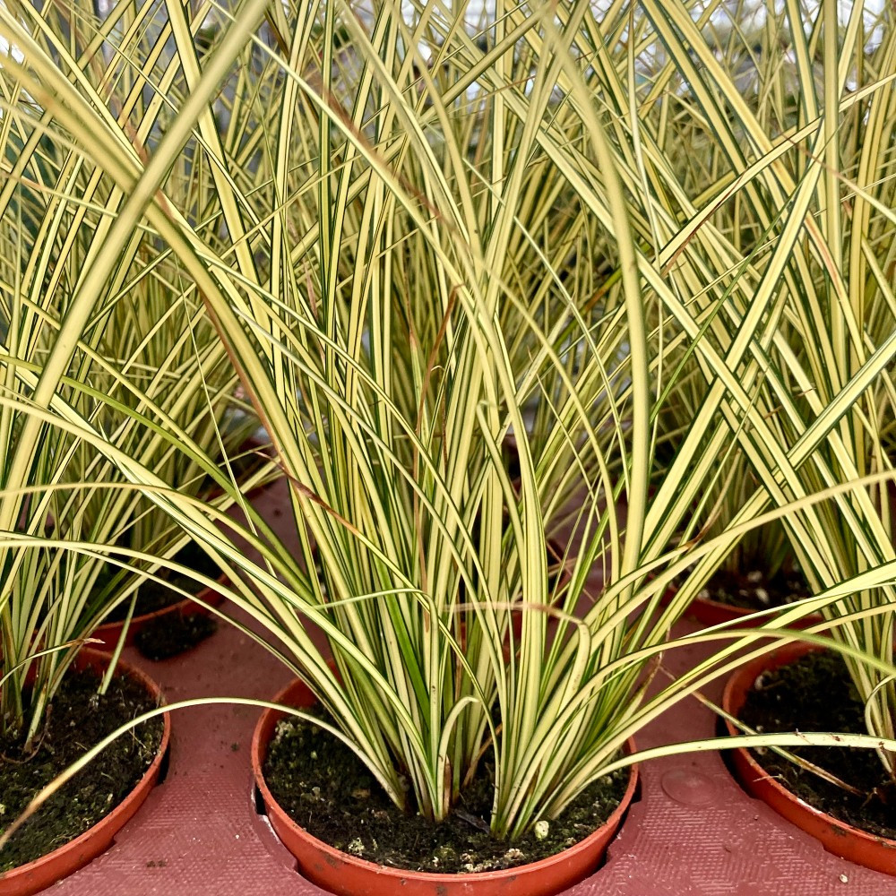 Carex Brunnea Jenneke