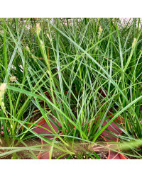 Carex Brunnea Groen