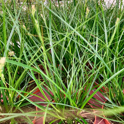 Carex Brunnea Groen