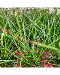 Carex Brunnea Groen