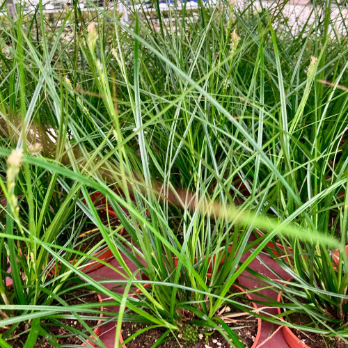 Carex Brunnea Groen