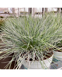 Festuca Azurit