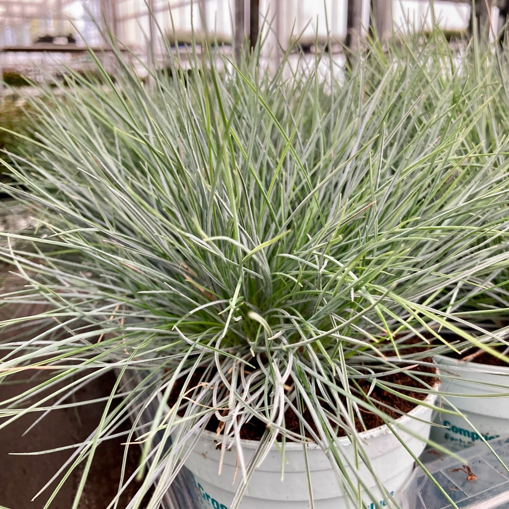 Festuca Azurit