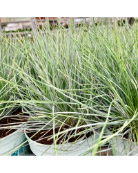 Festuca Azurit