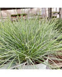 Festuca Azurit
