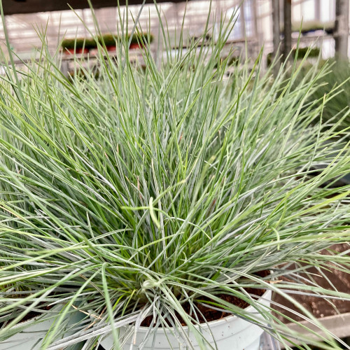 Festuca Azurit